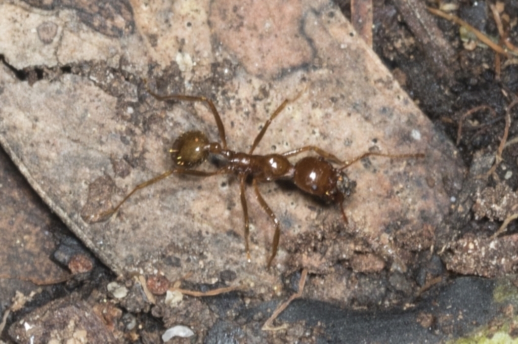 Aphaenogaster longiceps at Acton, ACT - 12 Apr 2022