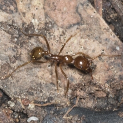 Aphaenogaster longiceps (Funnel ant) at Acton, ACT - 12 Apr 2022 by AlisonMilton