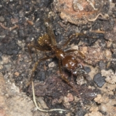 Aphaenogaster longiceps at Acton, ACT - 12 Apr 2022