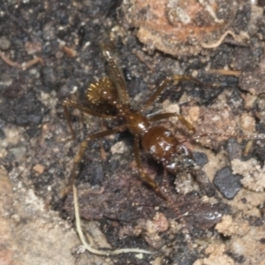 Aphaenogaster longiceps at Acton, ACT - 12 Apr 2022