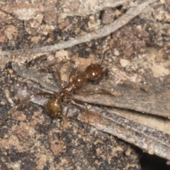 Aphaenogaster longiceps at Acton, ACT - 12 Apr 2022 11:23 AM