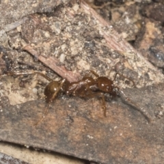 Aphaenogaster longiceps at Acton, ACT - 12 Apr 2022