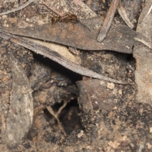 Aphaenogaster longiceps at Acton, ACT - 12 Apr 2022