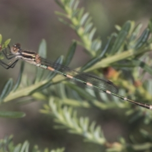 Austrolestes leda at Acton, ACT - 4 Feb 2022