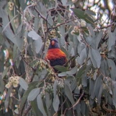 Trichoglossus moluccanus (Rainbow Lorikeet) at Thurgoona, NSW - 6 May 2022 by Darcy