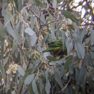 Trichoglossus moluccanus at Thurgoona, NSW - 6 May 2022 02:07 PM