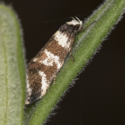 Isomoralla eriscota (A concealer moth) at Acton, ACT - 4 Feb 2022 by AlisonMilton