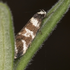 Isomoralla eriscota (A concealer moth) at Acton, ACT - 4 Feb 2022 by AlisonMilton