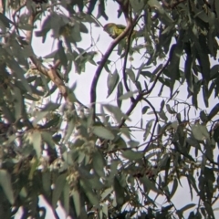 Parvipsitta porphyrocephala (Purple-crowned Lorikeet) at Charles Sturt University - 6 May 2022 by Darcy