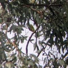 Parvipsitta porphyrocephala at Thurgoona, NSW - suppressed