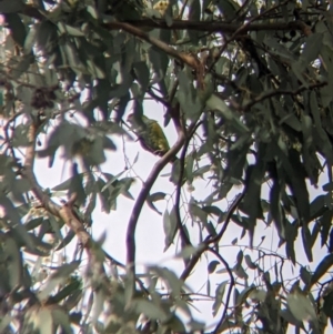 Parvipsitta porphyrocephala at Thurgoona, NSW - 6 May 2022