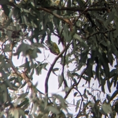 Parvipsitta porphyrocephala at Thurgoona, NSW - 6 May 2022