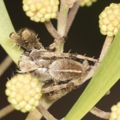 Hortophora transmarina (Garden Orb Weaver) at Acton, ACT - 4 Feb 2022 by AlisonMilton