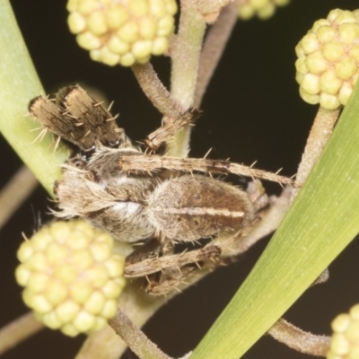 Hortophora transmarina (Garden Orb Weaver) at GG26 - 4 Feb 2022 by AlisonMilton