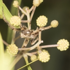 Hortophora transmarina at Acton, ACT - 4 Feb 2022