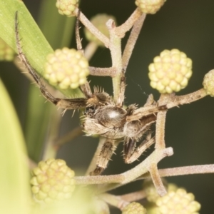 Hortophora transmarina at Acton, ACT - 4 Feb 2022