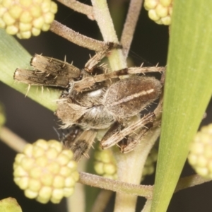 Hortophora transmarina at Acton, ACT - 4 Feb 2022