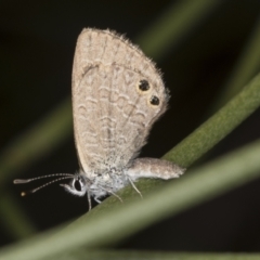 Nacaduba biocellata (Two-spotted Line-Blue) at Acton, ACT - 4 Feb 2022 by AlisonMilton