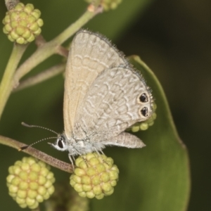 Nacaduba biocellata at Acton, ACT - 4 Feb 2022