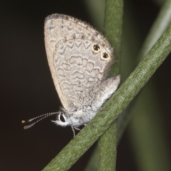 Nacaduba biocellata at Acton, ACT - 4 Feb 2022