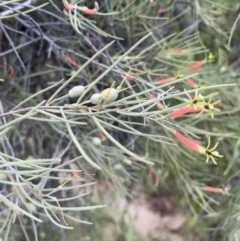 Lysiana exocarpi subsp. tenuis (Harlequin Mistletoe) at Lightning Ridge, NSW - 25 Apr 2022 by SimoneC