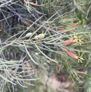 Lysiana exocarpi subsp. tenuis at Lightning Ridge, NSW - 25 Apr 2022