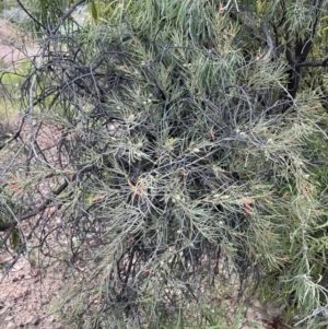 Lysiana exocarpi subsp. tenuis at Lightning Ridge, NSW - 25 Apr 2022