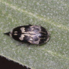 Mordella sydneyana (Pintail Beetle) at ANBG - 4 Feb 2022 by AlisonMilton