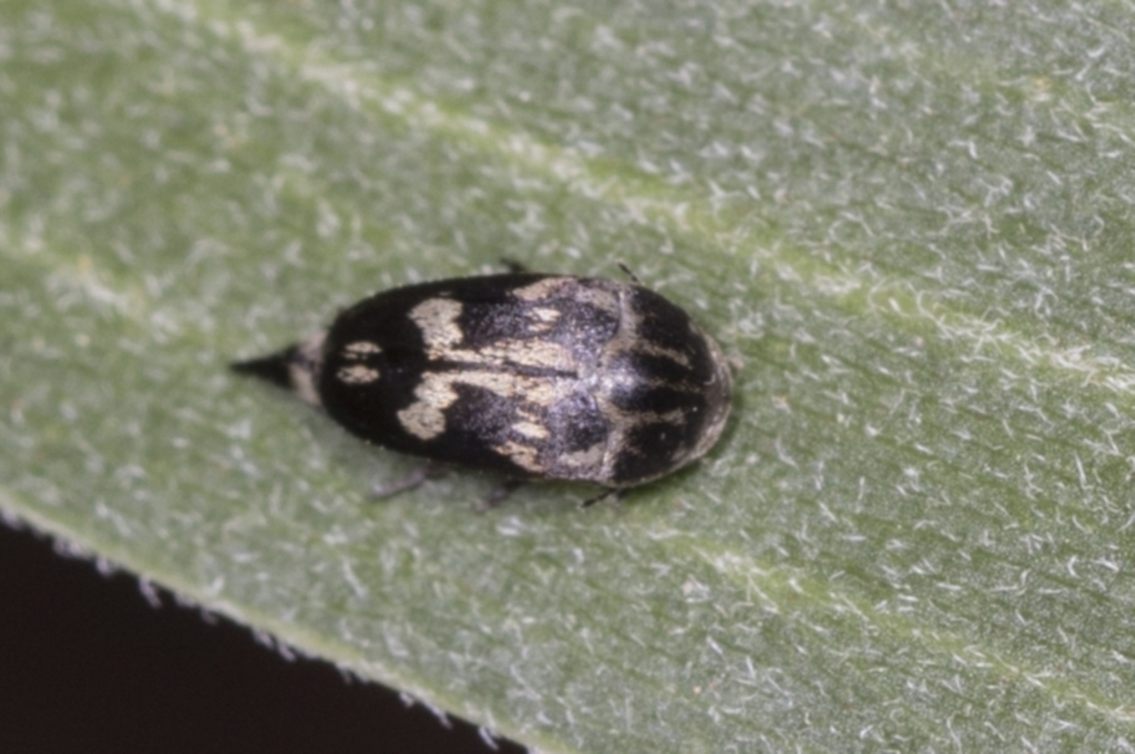 Mordella sp. (genus) at Acton, ACT - 4 Feb 2022
