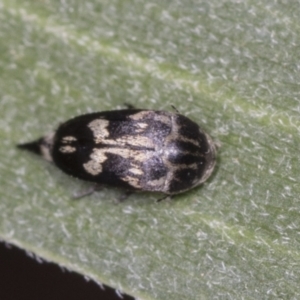 Mordella sp. (genus) at Acton, ACT - 4 Feb 2022