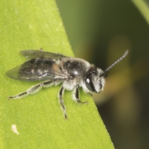 Leioproctus (Cladocerapis) sp. (genus & subgenus) at Acton, ACT - 4 Feb 2022 11:59 AM