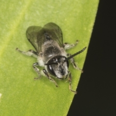 Leioproctus (Cladocerapis) sp. (genus & subgenus) at Acton, ACT - 4 Feb 2022 11:59 AM