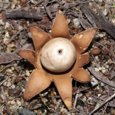 Geastrum sp. (Geastrum sp.) at Acton, ACT - 6 May 2022 by TimL