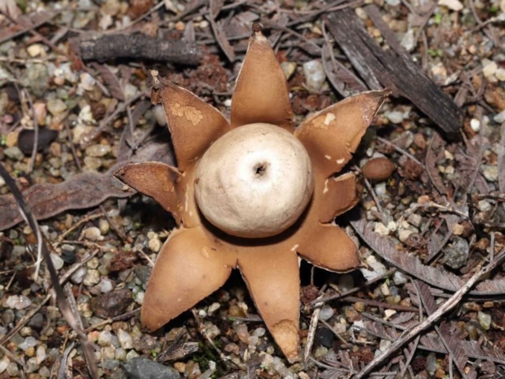 Geastrum sp. at Acton, ACT - 6 May 2022