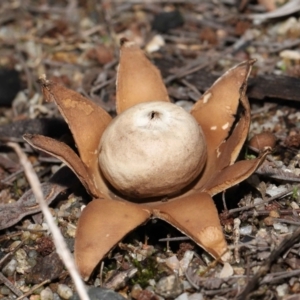 Geastrum sp. at Acton, ACT - 6 May 2022