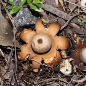 Geastrum sp. at Acton, ACT - 6 May 2022