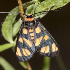 Amata (genus) at Acton, ACT - 4 Feb 2022 10:57 AM