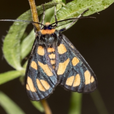 Amata (genus) (Handmaiden Moth) at Acton, ACT - 3 Feb 2022 by AlisonMilton