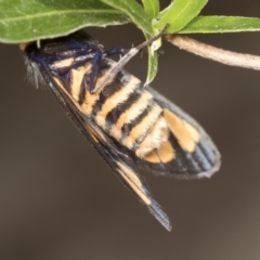 Amata (genus) at Acton, ACT - 4 Feb 2022