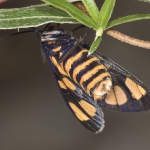 Amata (genus) at Acton, ACT - 4 Feb 2022 10:57 AM