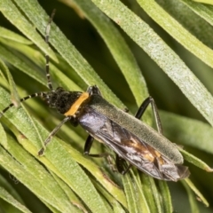 Chauliognathus lugubris (Plague Soldier Beetle) at ANBG - 4 Feb 2022 by AlisonMilton