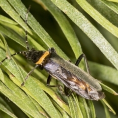 Chauliognathus lugubris (Plague Soldier Beetle) at GG179 - 4 Feb 2022 by AlisonMilton