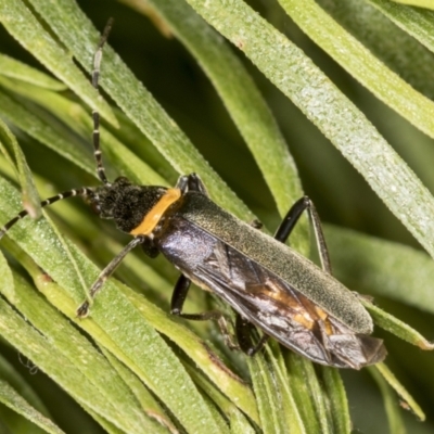 Chauliognathus lugubris (Plague Soldier Beetle) at Acton, ACT - 4 Feb 2022 by AlisonMilton