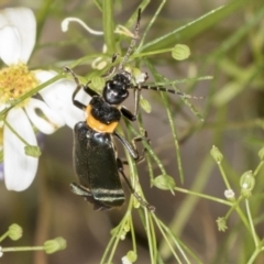 Chauliognathus lugubris at Acton, ACT - 4 Feb 2022