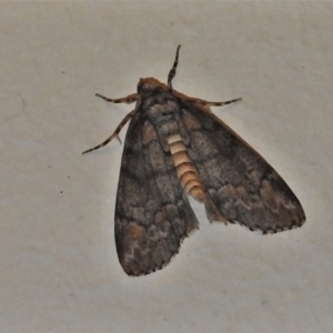 Smyriodes (genus) at Wanniassa, ACT - 5 May 2022 11:19 PM