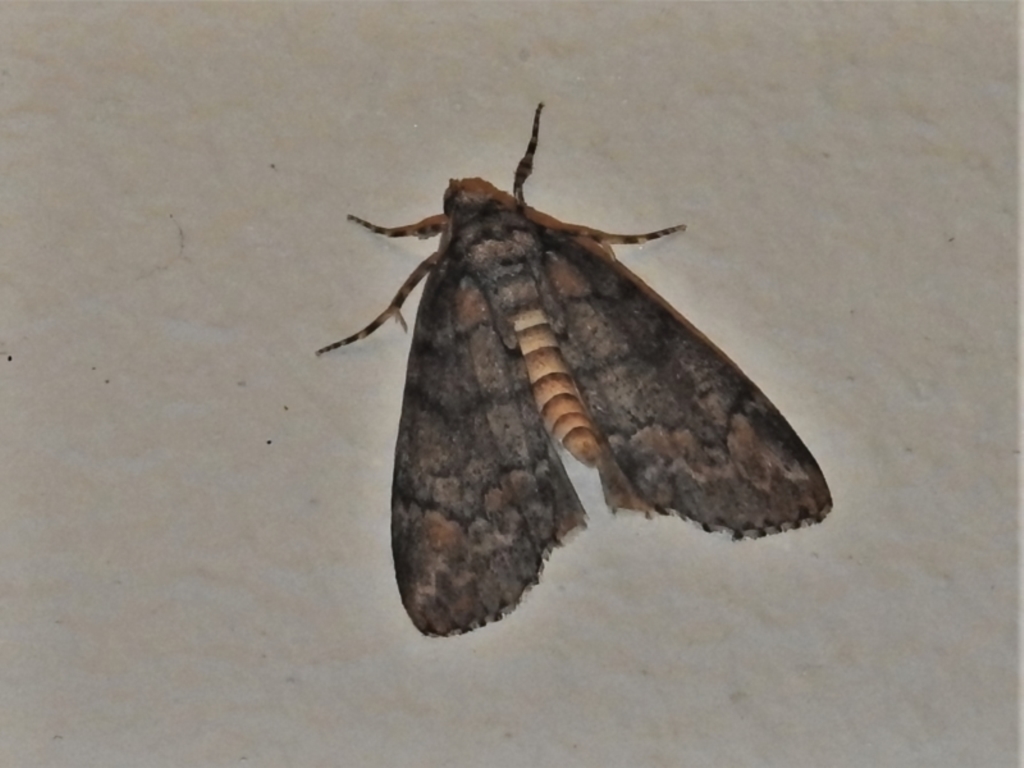 Smyriodes (genus) at Wanniassa, ACT - 5 May 2022