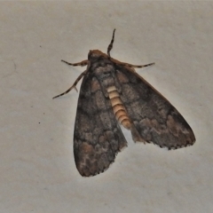 Smyriodes (genus) (A Geometer moth) at Wanniassa, ACT - 5 May 2022 by JohnBundock