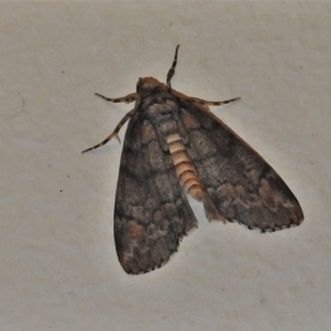 Smyriodes (genus) at Wanniassa, ACT - 5 May 2022
