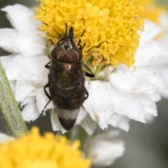 Stomorhina sp. (genus) (Snout fly) at Acton, ACT - 4 Feb 2022 by AlisonMilton