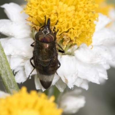 Stomorhina sp. (genus) (Snout fly) at GG179 - 4 Feb 2022 by AlisonMilton